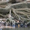 ⁦קלפים טיפוליים- Deep see קלפי תצלומים⁩ – תמונה ⁦3⁩